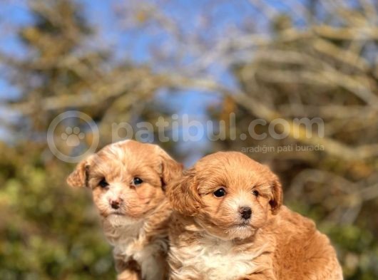 F1 Red Malti̇poo Bebekler