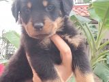 Saf Kan Rottweiler Bebekler