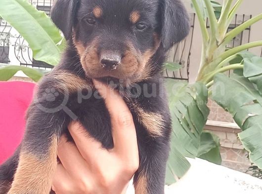 Saf Kan Rottweiler Bebekler