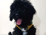 Si̇yah Toy Poodle
