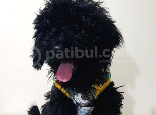 Si̇yah Toy Poodle görsel