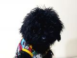 Si̇yah Toy Poodle