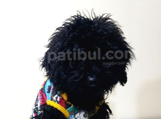 Si̇yah Toy Poodle