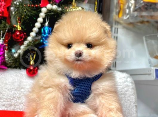Safkan Teddy  Pomeranian Boo Yavrularımız görsel