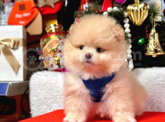 Safkan Teddy  Pomeranian Boo Yavrularımız görsel
