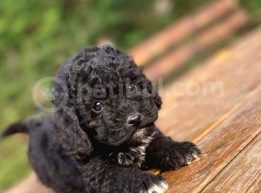 Özel Renk Si̇yah Poodle Bebeği̇mi̇z görsel