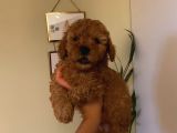 Peluş Oyuncak Gibi Toypoodle Bebekler