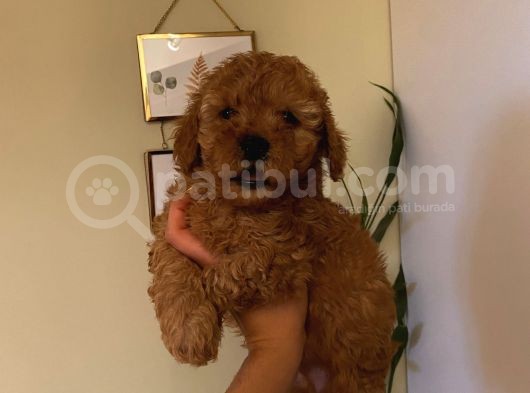 Peluş Oyuncak Gibi Toypoodle Bebekler görsel