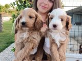 Cockapoo Bebeklerimiz