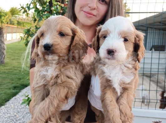 Cockapoo Bebeklerimiz görsel