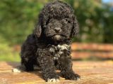 Özel Renk Si̇yah Poodle Bebeği̇mi̇z