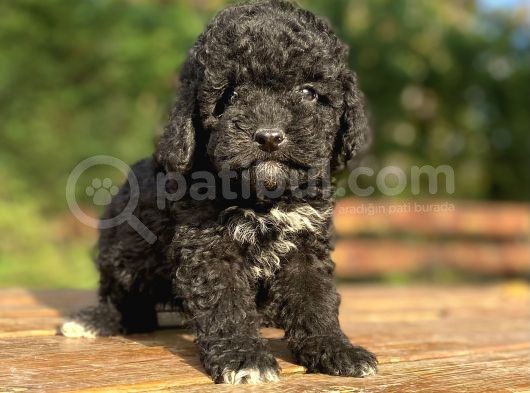 Özel Renk Si̇yah Poodle Bebeği̇mi̇z görsel