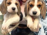 Elizabeth Beagle Dişi Yavrularımız