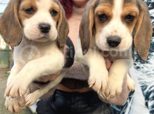 Elizabeth Beagle Dişi Yavrularımız görsel