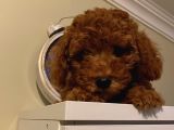 Aşılı Pasaportlu Poodle Bebeklerimiz