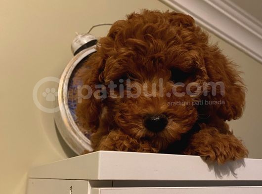 Aşılı Pasaportlu Poodle Bebeklerimiz