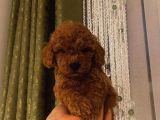 Peluş Oyuncak Gibi Toypoodle Bebekler