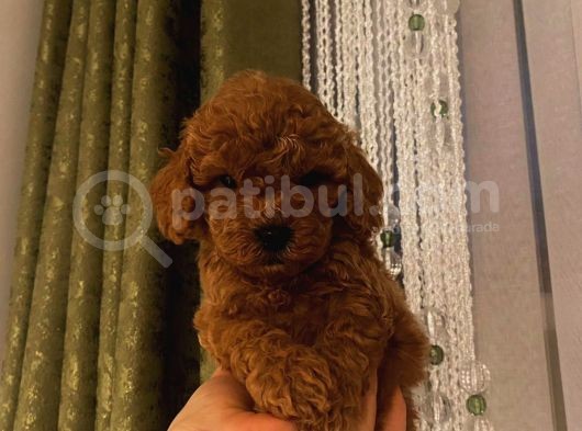 Peluş Oyuncak Gibi Toypoodle Bebekler görsel