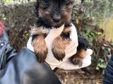 Mini Boy Yorkshire Bebekler