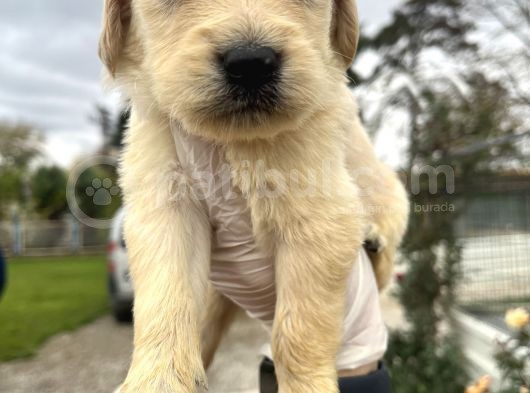 Küt Burun Baby Face Mükemmel Golden Yavrularımız görsel