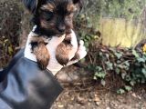 Mini Boy Yorkshire Bebekler