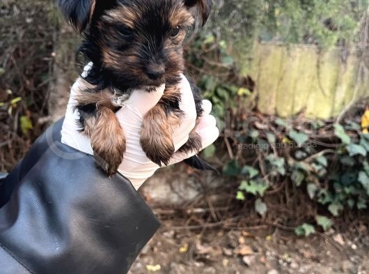 Mini Boy Yorkshire Bebekler görsel