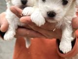 Kar Beyaz Mini Boy Maltese Bebeklerim