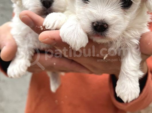 Kar Beyaz Mini Boy Maltese Bebeklerim görsel