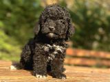 Özel Renk Si̇yah Poodle Bebeği̇mi̇z