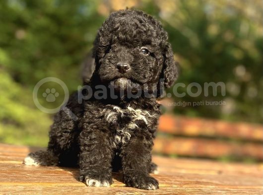 Özel Renk Si̇yah Poodle Bebeği̇mi̇z görsel