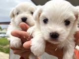 Kar Beyaz Mini Boy Maltese Bebeklerim