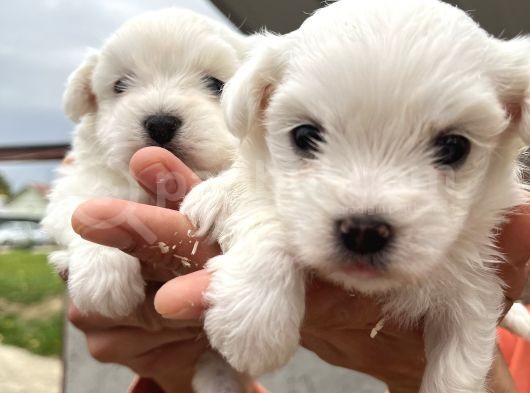 Kar Beyaz Mini Boy Maltese Bebeklerim görsel