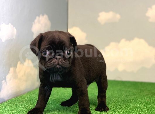 Yüksek Kali̇te Si̇yah Pug Mops Gül Kuyruk görsel