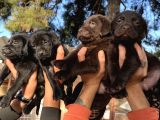 Çikolata Siyah Şampanya Labrador yavrularımız