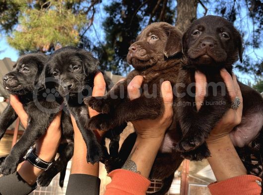 Çikolata Siyah Şampanya Labrador Yavrularımız
