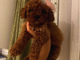 Aşılı Pasaportlu Poodle Bebeklerimiz