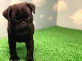 Yüksek Kali̇te Si̇yah Pug Mops Gül Kuyruk