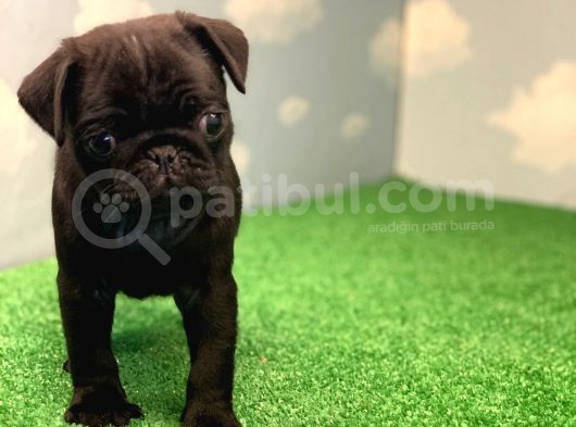 Yüksek Kali̇te Si̇yah Pug Mops Gül Kuyruk görsel