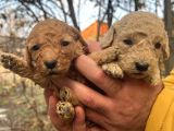 Mükemmel Poodle Yavrularımız