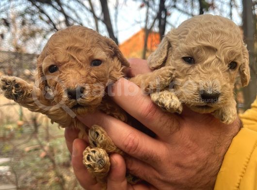 Mükemmel Poodle Yavrularımız görsel