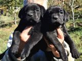 Dev Anne Baba Dan İtalyan Yavrular Cane Corso