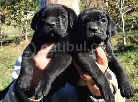 Dev Anne Baba Dan İtalyan Yavrular Cane Corso görsel