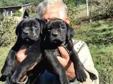 Dev Anne Baba Dan İtalyan Yavrular Cane Corso