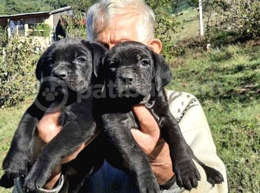 Dev Anne Baba Dan İtalyan Yavrular Cane Corso görsel