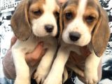 Elizabeth Beagle Dişi Yavrularımız