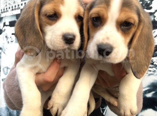 Elizabeth Beagle Dişi Yavrularımız görsel