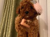 Aşılı Pasaportlu Poodle Bebeklerimiz