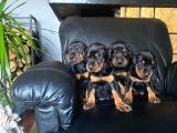 King Doberman Yavrularımız