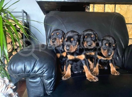 King Doberman Yavrularımız