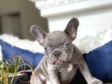 Mavi̇ Gözlü Blue French Bulldog Bebeği̇mi̇z